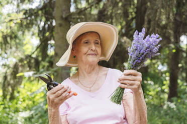 Ältere Frau mit Gartenschere und Lavendelblumenstrauß - OSF00936