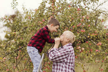 Happy grandmother embracing grandson on ladder in front of apple tree - ONAF00137