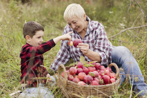 Lächelnde Großmutter und Enkel vergleichen gemeinsam Äpfel im Obstgarten - ONAF00146