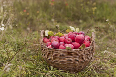 Basket of fresh red apples on grass at farm - ONAF00149