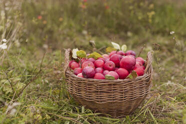 Korb mit frischen roten Äpfeln im Gras auf dem Bauernhof - ONAF00149