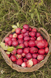 Basket of fresh organic apples on grass - ONAF00150