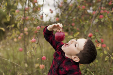 Junge isst frischen roten Apfel auf dem Bauernhof - ONAF00151
