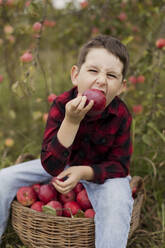 Boy eating fresh red apple sitting on basket at farm - ONAF00152
