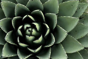 Close-up of blue Agave plant - TETF01808