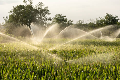 Automatische Sprinkleranlagen sprühen sauberes Wasser über ein landwirtschaftliches Getreidefeld auf dem Lande - ADSF38635