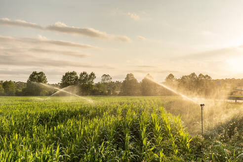Automatic sprinklers spraying clean water over cereal grass agricultural field in countryside - ADSF38636