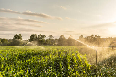 Automatische Sprinkleranlagen sprühen sauberes Wasser über ein landwirtschaftliches Getreidefeld auf dem Lande - ADSF38636