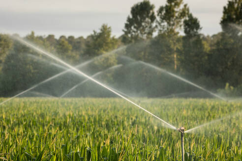 Automatische Sprinkleranlagen sprühen sauberes Wasser über ein landwirtschaftliches Getreidefeld auf dem Lande - ADSF38637