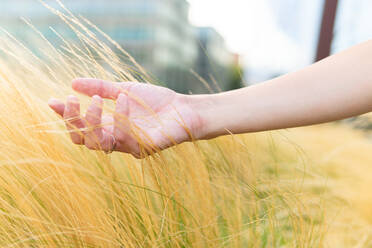 Crop anonymous female touching dry yellow grass gently on sunny day in park in city - ADSF38693