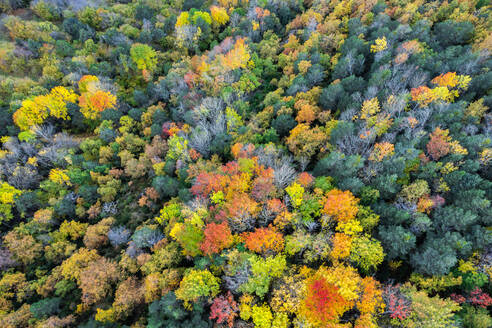 Drone Blick auf dichten Wald mit verschiedenen hohen Bäumen mit hellen bunten Laub wächst in der wilden Natur im Herbst Tag - ADSF38770