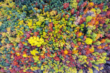 Drone Blick auf dichten Wald mit verschiedenen hohen Bäumen mit hellen bunten Laub wächst in der wilden Natur im Herbst Tag - ADSF38771