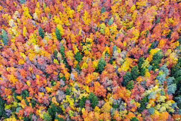 Drone Blick auf dichten Wald mit verschiedenen hohen Bäumen mit hellen bunten Laub wächst in der wilden Natur im Herbst Tag - ADSF38772