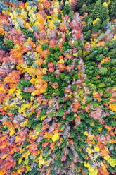Drone Blick auf dichten Wald mit verschiedenen hohen Bäumen mit hellen bunten Laub wächst in der wilden Natur im Herbst Tag - ADSF38773