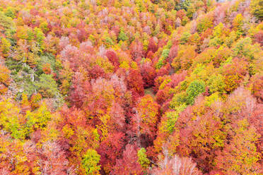 Drone Blick auf dichten Wald mit verschiedenen hohen Bäumen mit hellen bunten Laub wächst in der wilden Natur im Herbst Tag - ADSF38777