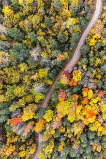 Drone Blick auf schmale Straße läuft durch dichte Wälder mit üppigen hohen Bäumen an einem sonnigen Tag in der freien Natur - ADSF38778