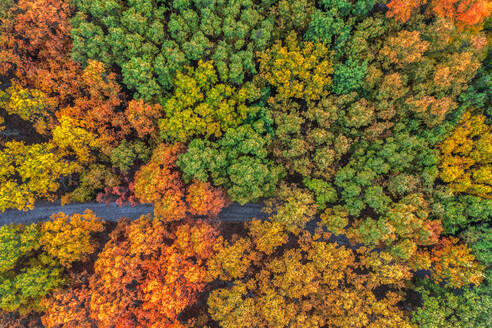 Drone view of narrow roadway running through dense woods with lush tall trees on sunny day in wild nature - ADSF38784