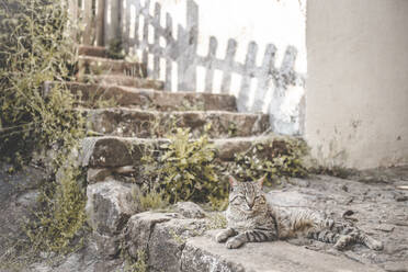 Hauskatze in der Nähe von Pflanzen an der Treppe liegend - PCLF00012