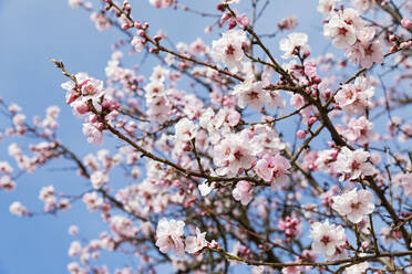 Germany, Rhineland-Palatinate, Branches of pink blossoming almond tree - GWF07582