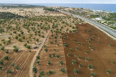 Aerial view of olive trees in a field, Polignano a Mare, Italy. - AAEF15834