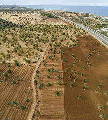 Aerial view of olive trees in a field, Polignano a Mare, Italy. - AAEF15835