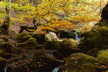 Bunte herbstliche Waldlandschaft mit Gebirgsbach mit kleinen Wasserfällen und Steinen bedeckt Moos am Tag - ADSF38830