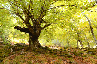 Colorful autumnal forest landscape with old big tree in autumnal forest on sunny day - ADSF38834