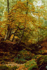 Bunte herbstliche Waldlandschaft mit alten großen Baum in herbstlichen Wald am sonnigen Tag - ADSF38838