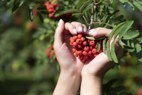 Woman making heart gesture with hands holding fresh rowanberries on tree - VBUF00192