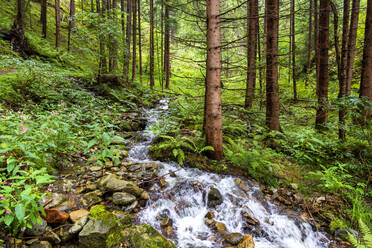 Clear forest stream flowing through Puster Valley - NDF01518