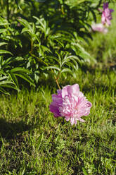 Fresh pink flower by grass in garden on sunny day - SEAF01306