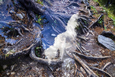 Double exposure of tree roots and sky - NDF01521