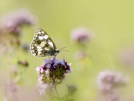 Marmorierter weißer Schmetterling bei der Bestäubung einer rosa Blüte - BSTF00203