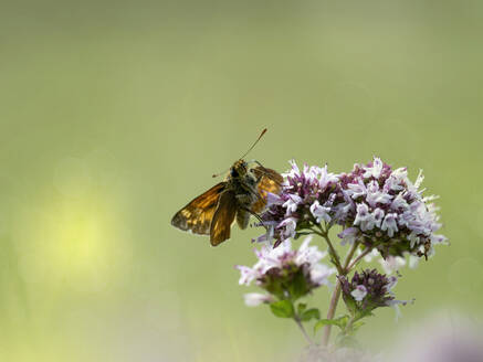 Skipper butterfly pollinating on pink flower - BSTF00204