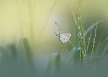 Common blue butterfly perching on grass - BSTF00206