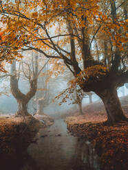 Weg in der nebligen Otzarreta in Gorbea, Bizkaia, Spanien, Herbstkonzept. - ADSF39265