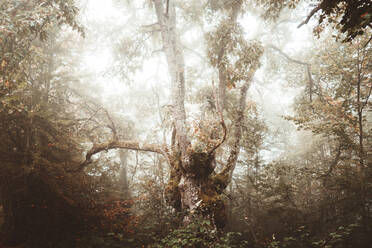 Foggy Jugatxi Beech in Alava Spain. Autumn concept. - ADSF39269