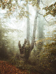 Foggy Jugatxi Beech in Alava Spain. Autumn concept. - ADSF39270