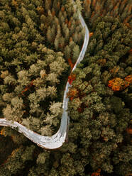 Drone view of road in Otzarreta forest in Gorbea, Bizkaia. Autumn concept. - ADSF39271