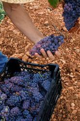 From above unrecognizable farmer collecting bunches of grapes and putting fruit into box while working on vineyard - ADSF39300