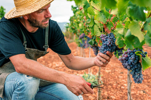 Ein Landwirt hockt sich hin und sammelt Trauben und legt die Früchte in eine Kiste, während er im Weinberg arbeitet - ADSF39301