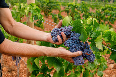 Crop view of anonymous man holding ripe grapes while working on vineyard - ADSF39302