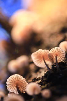 Kiemen von kleinen Pilzen, die im Freien wachsen - JTF02218