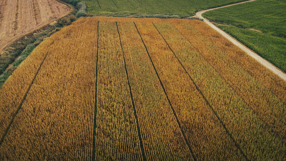 Spanien, Katalonien, Lleida, Luftaufnahme eines Maisfeldes auf dem Land - ACPF01485