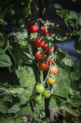 Cherry tomatoes growing in garden - EVGF04088