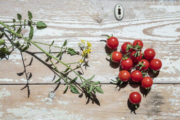 Selbstgezogene Tomaten auf dem Holztisch liegend - EVGF04099