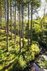 Scenic view of pine trees on sunny day - SMAF02292