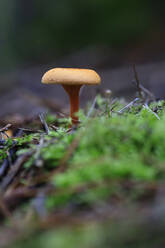 Kleiner Pilz, der auf dem Waldboden wächst - JTF02229