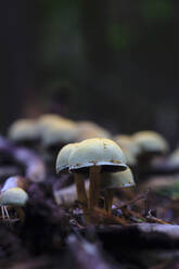 Kleine Pilze, die auf dem Waldboden wachsen - JTF02230