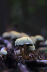 Small mushrooms growing on forest floor - JTF02230